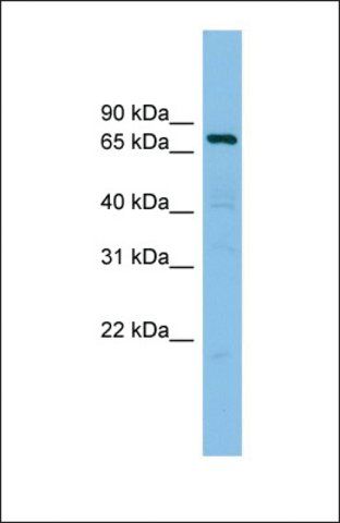 Anti-AKAP10 antibody produced in rabbit