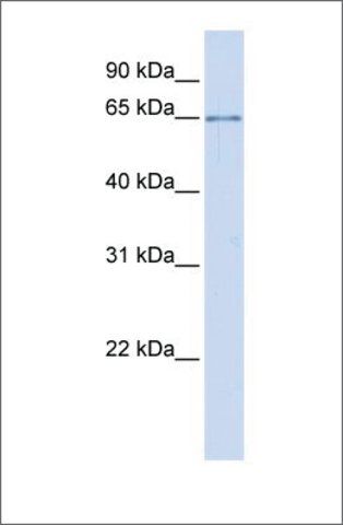 Anti-ALG6 (ab2) antibody produced in rabbit