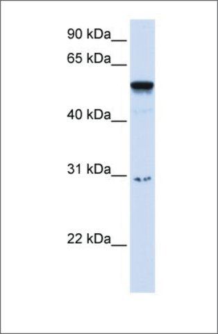 Anti-AIRE antibody produced in rabbit