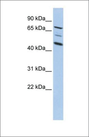 Anti-AKAP8 (ab2) antibody produced in rabbit