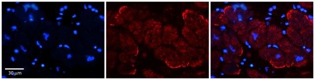 Anti-AKAP7 antibody produced in rabbit