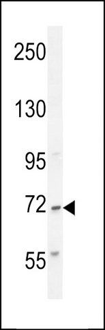 ANTI-AL2SA (N-TERM) antibody produced in rabbit