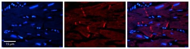 Anti-AKT2 antibody produced in rabbit