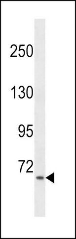 ANTI-AKAP8L (C-TERM) antibody produced in rabbit