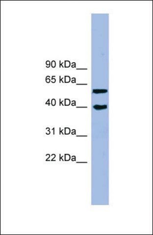 Anti-ALLC, (N-terminal) antibody produced in rabbit