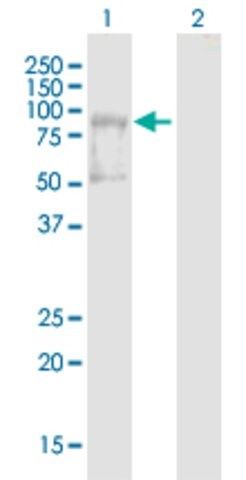 Anti-AMOT antibody produced in mouse