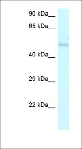 Anti-AMBN antibody produced in rabbit