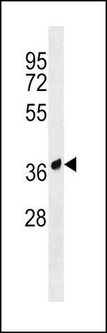 ANTI-AMICA1 (N-TERM) antibody produced in rabbit