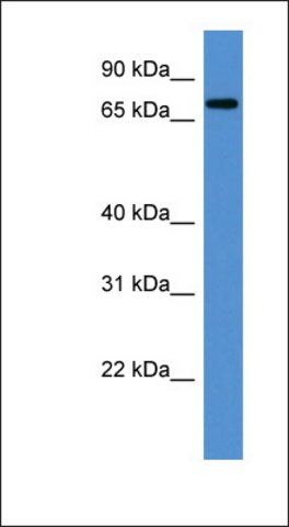 Anti-ANGEL1 antibody produced in rabbit