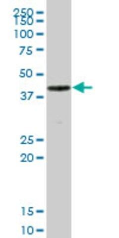 Anti-AMBP antibody produced in mouse