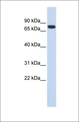 Anti-ANKRD13B antibody produced in rabbit