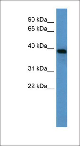 Anti-AMBP antibody produced in rabbit