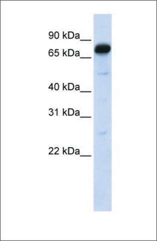 Anti-AMOT (ab1) antibody produced in rabbit