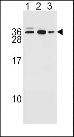 ANTI-AMN1 (N-TERM) antibody produced in rabbit