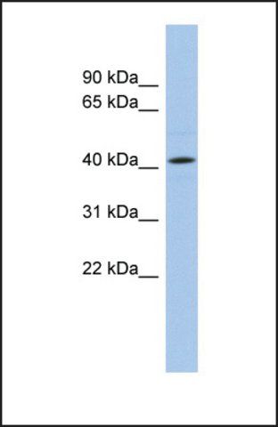 Anti-ANGPTL5, (N-terminal) antibody produced in rabbit