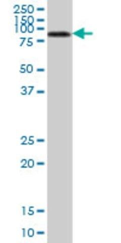 Anti-ALPL antibody produced in mouse