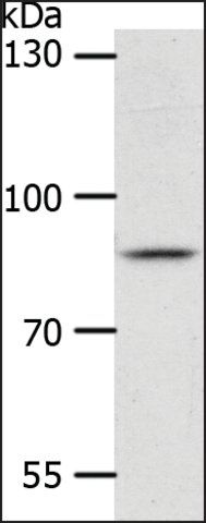 Anti-ANKRD28 antibody produced in rabbit