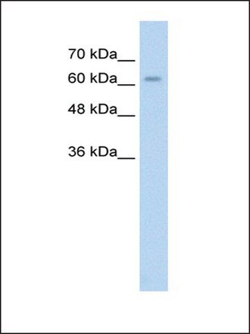 Anti-ALPPL2 antibody produced in rabbit