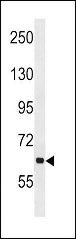 ANTI-ANKHD1 (N-TERM) antibody produced in rabbit