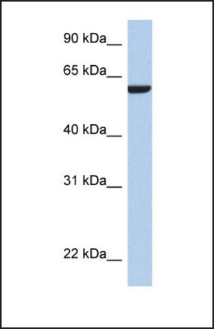 Anti-AMIGO3, (N-terminal) antibody produced in rabbit