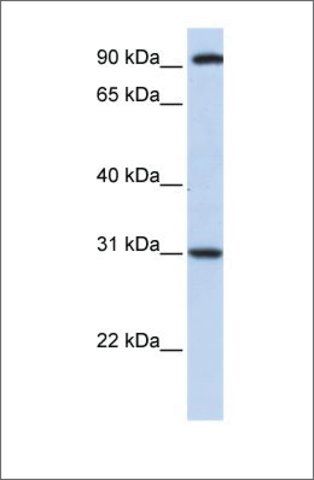 Anti-ANKRA2 antibody produced in rabbit