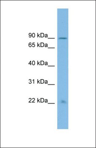 Anti-ANKRD5 antibody produced in rabbit