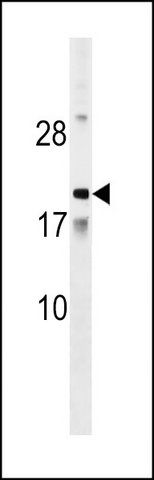 ANTI-AMTN (N-TERM) antibody produced in rabbit