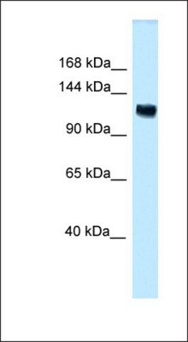 Anti-ANKS1 antibody produced in rabbit