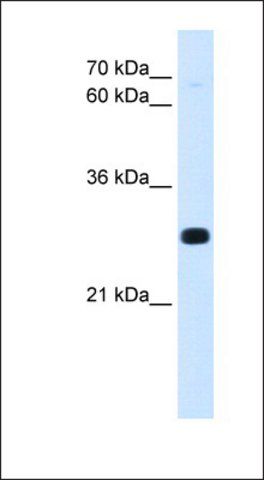 Anti-ANTP antibody produced in rabbit