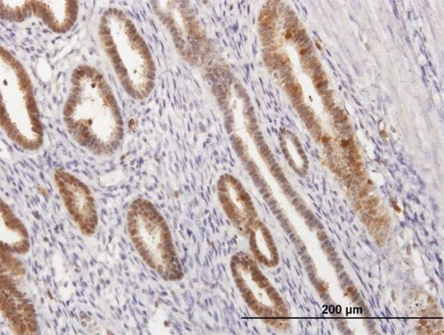 Anti-ANXA1 antibody produced in mouse