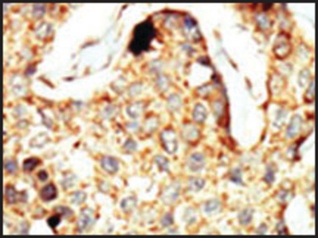 Anti-ANPA (C-term) antibody produced in rabbit