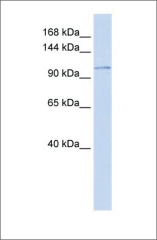 Anti-ATP2B3 (ab2) antibody produced in rabbit