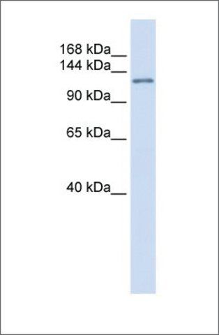 Anti-ATN1 (ab2) antibody produced in rabbit