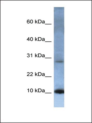 Anti-ATP5G2 antibody produced in rabbit