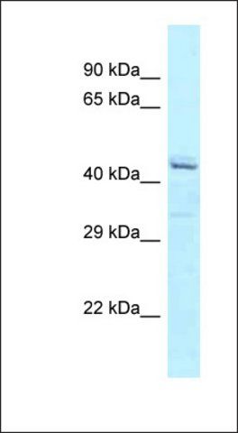 Anti-ATXN10 antibody produced in rabbit