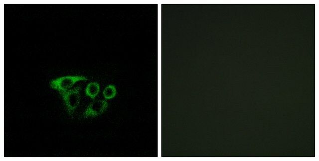 Anti-ATP5L2 antibody produced in rabbit