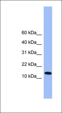 Anti-ATP5D antibody produced in rabbit