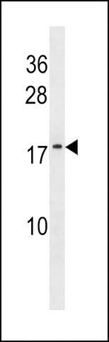 ANTI-ATP5L2(N-TERMINAL) antibody produced in rabbit