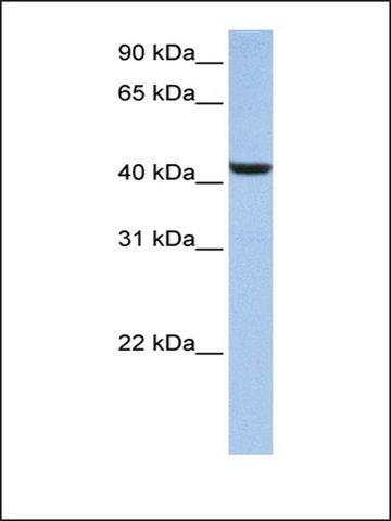 Anti-B3GNT7 antibody produced in rabbit