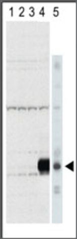 Anti-Aurora-C (N-term) antibody produced in rabbit