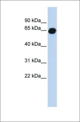 Anti-B3GALNT2 antibody produced in rabbit