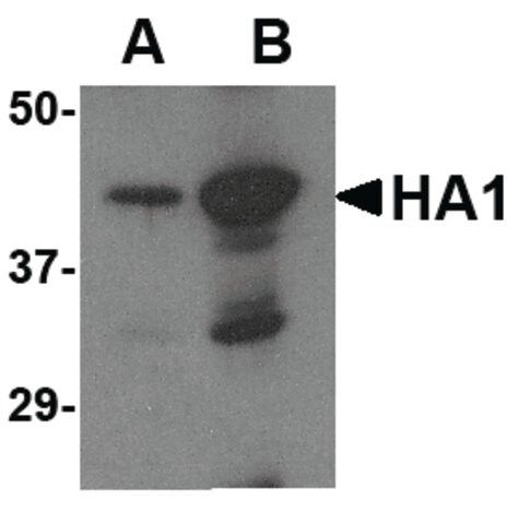 Anti-AVIAN INFLUENZA HEMAGGLUTININ 2 antibody produced in rabbit