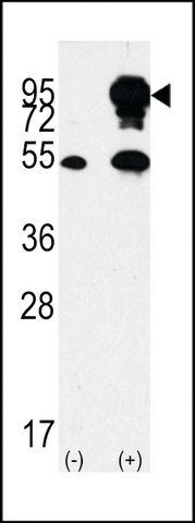 ANTI-B-RAF (CENTER) antibody produced in rabbit