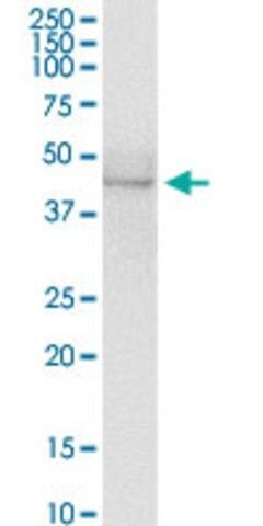 Anti-AZIN1 antibody produced in rabbit