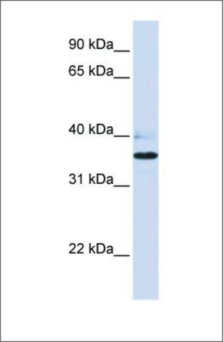 Anti-B3GALT1 (ab1) antibody produced in rabbit