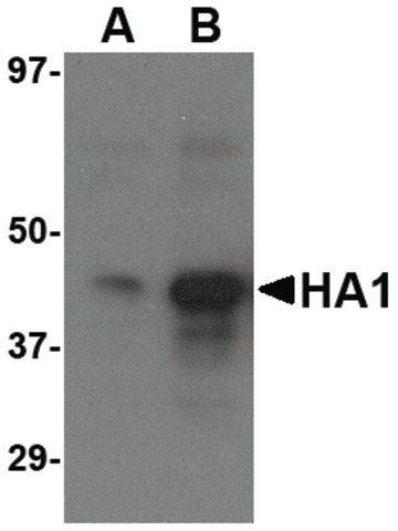 Anti-AVIAN INFLUENZA HEMAGGLUTININ 3 antibody produced in rabbit