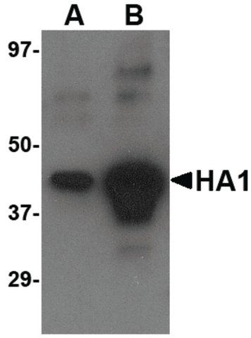 Anti-AVIAN INFLUENZA HEMAGGLUTININ 4 antibody produced in rabbit