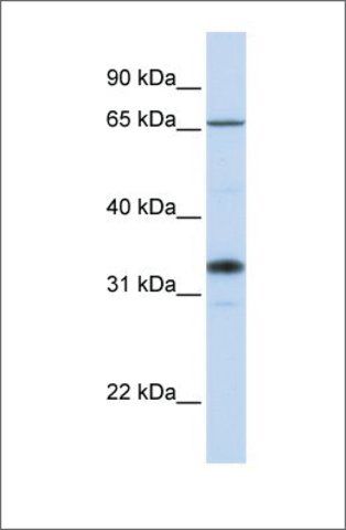 Anti-B3GALT1 (ab2) antibody produced in rabbit