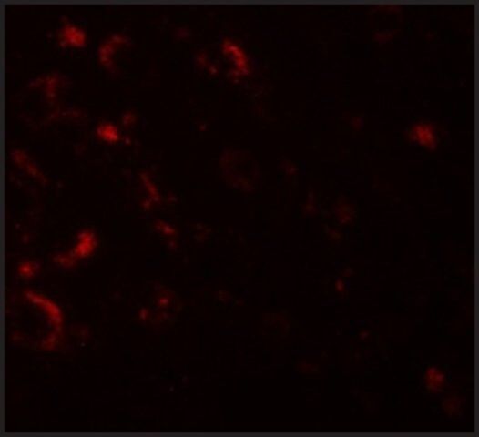 Anti-AXIN1 antibody produced in rabbit