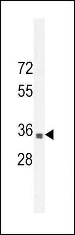 ANTI-B3GNT4 (CENTER) antibody produced in rabbit